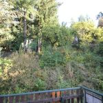 Blick in den  zugewachsenen Garten