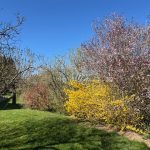 Ausschnitt vom Garten