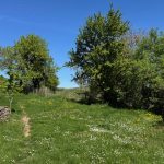 Ausblick zur Wiese