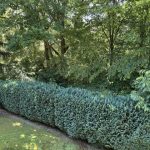 Ausschnitt vom Garten