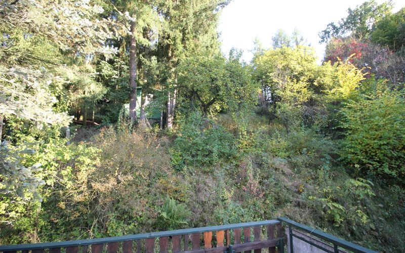 Blick in den  zugewachsenen Garten